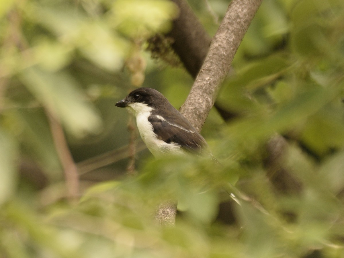 Tropical Boubou - ML618505613