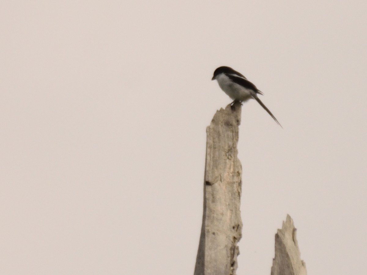 Tropical Boubou - ML618505614