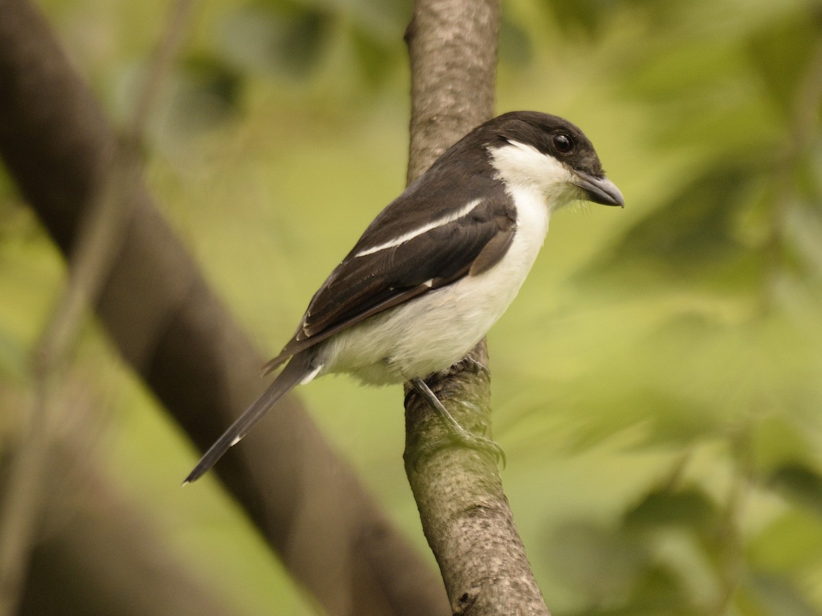 Tropical Boubou - ML618505615