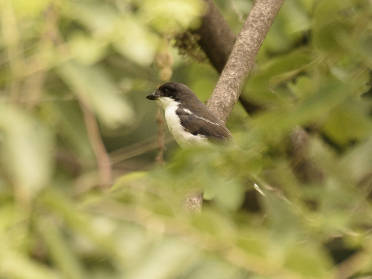 Tropical Boubou - ML618505617