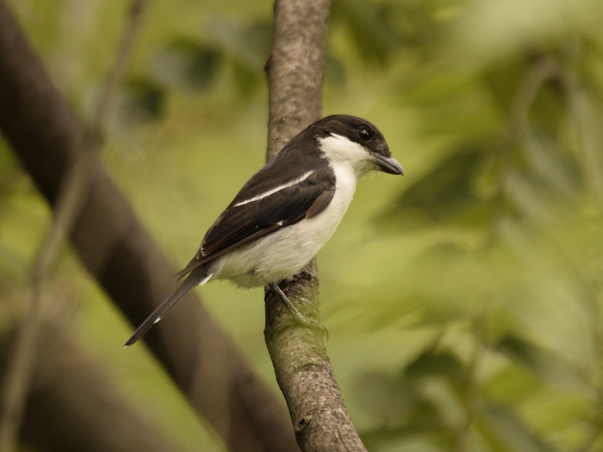 Tropical Boubou - MAYANK NAMDEO