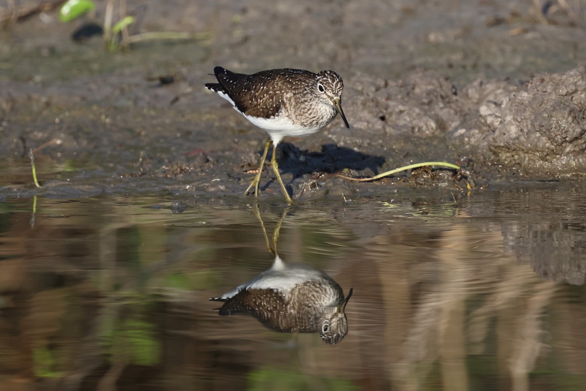 Solitary Sandpiper - ML618505630