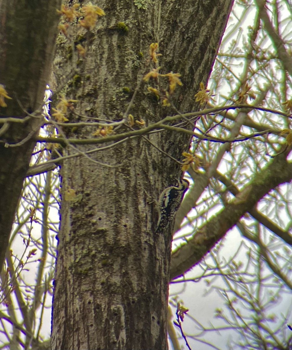 Yellow-bellied Sapsucker - ML618505635