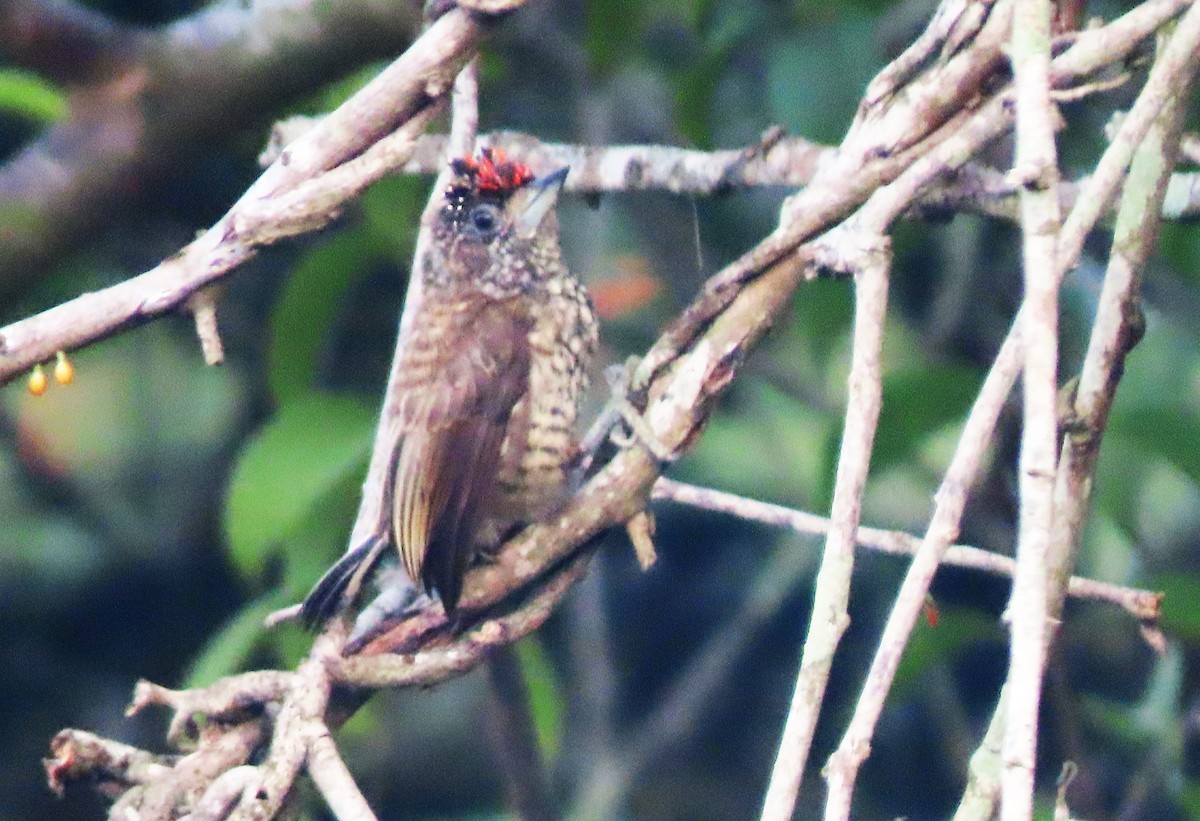 Arrowhead Piculet - Rick Jacobsen