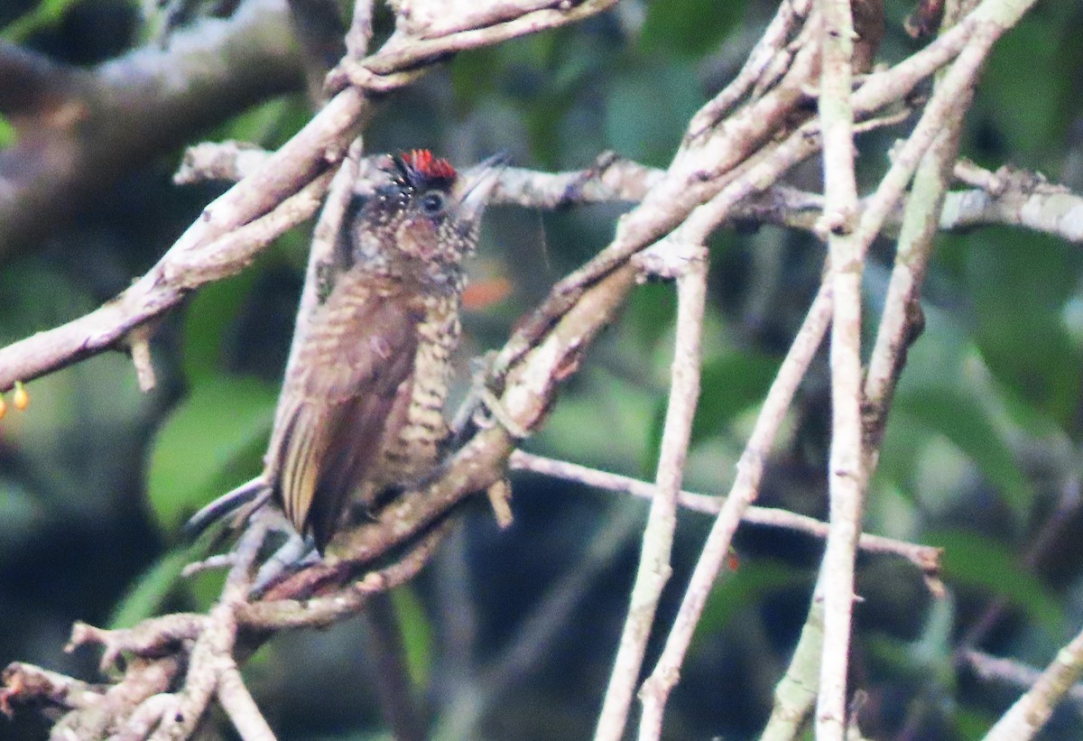 Arrowhead Piculet - Rick Jacobsen