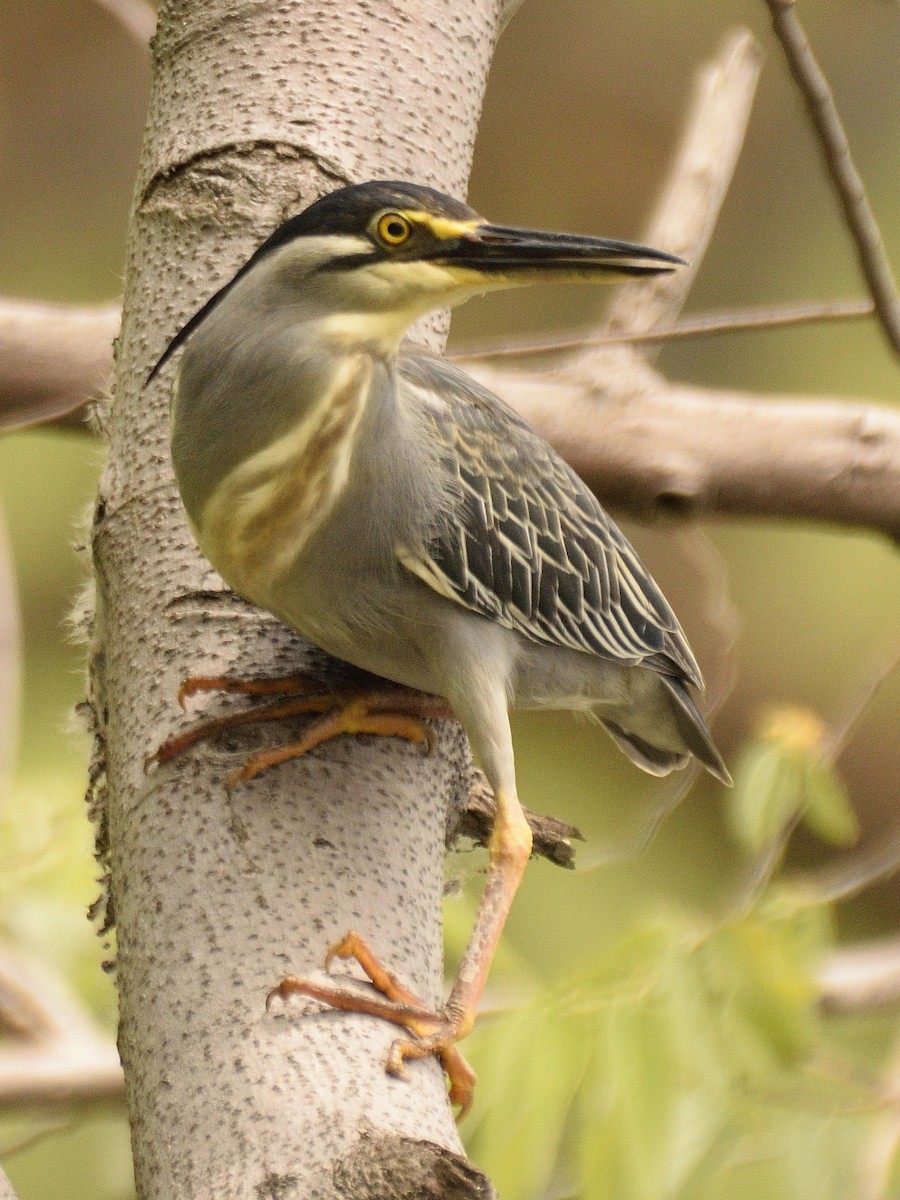 Little Heron - ML618505657