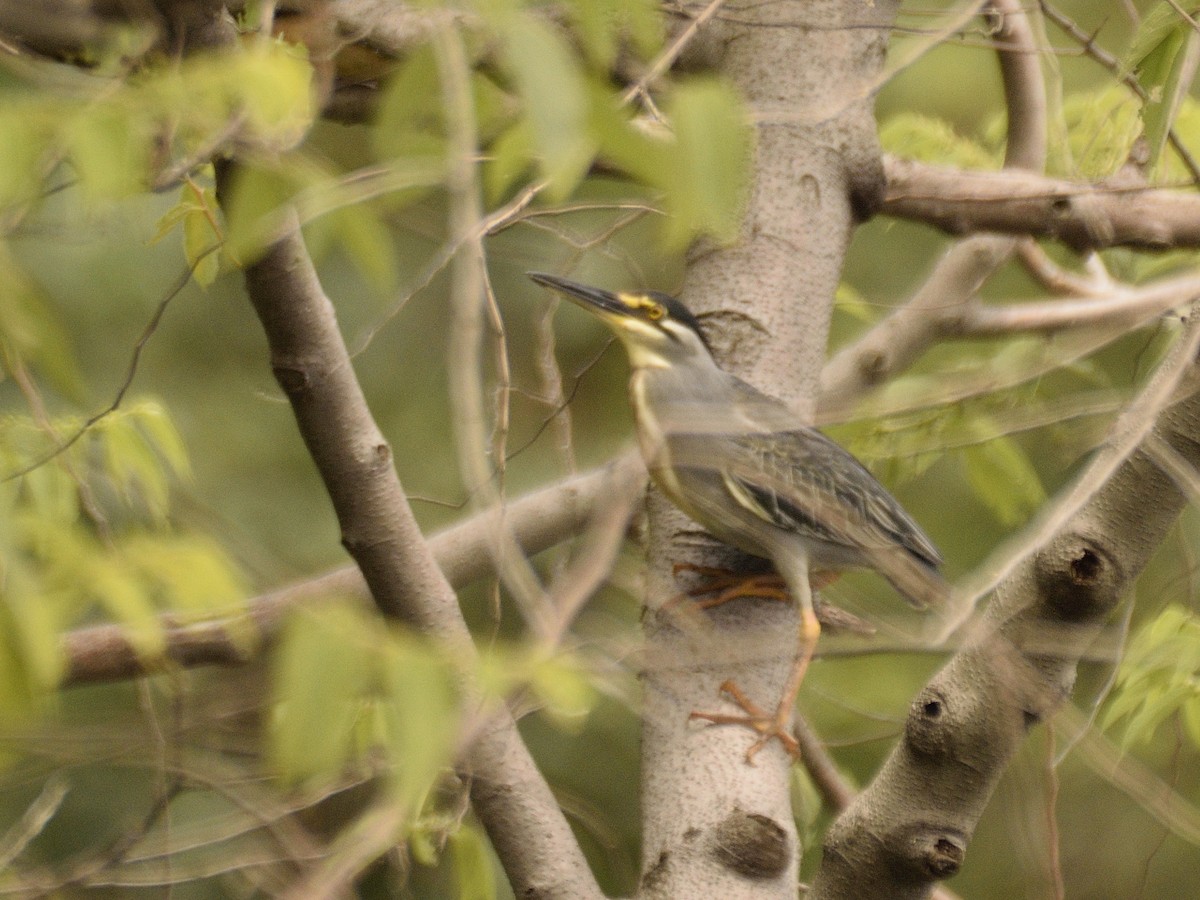 Little Heron - ML618505658
