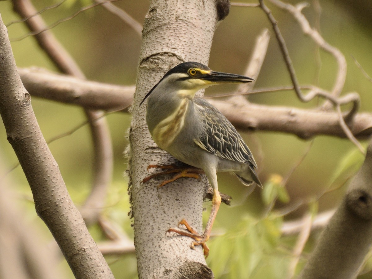 Little Heron - ML618505659