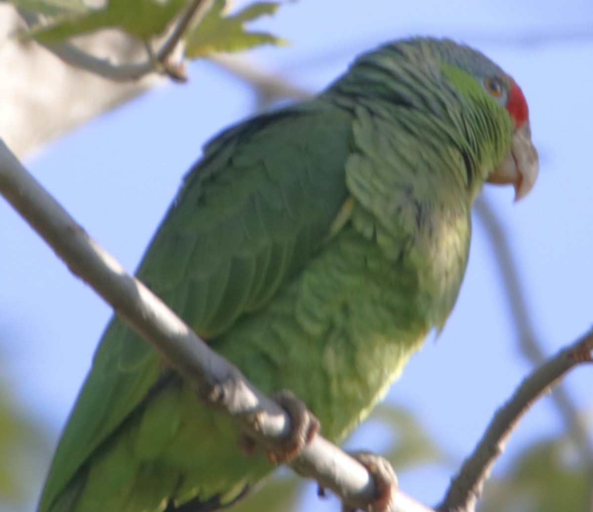 Lilac-crowned Parrot - Barry Spolter