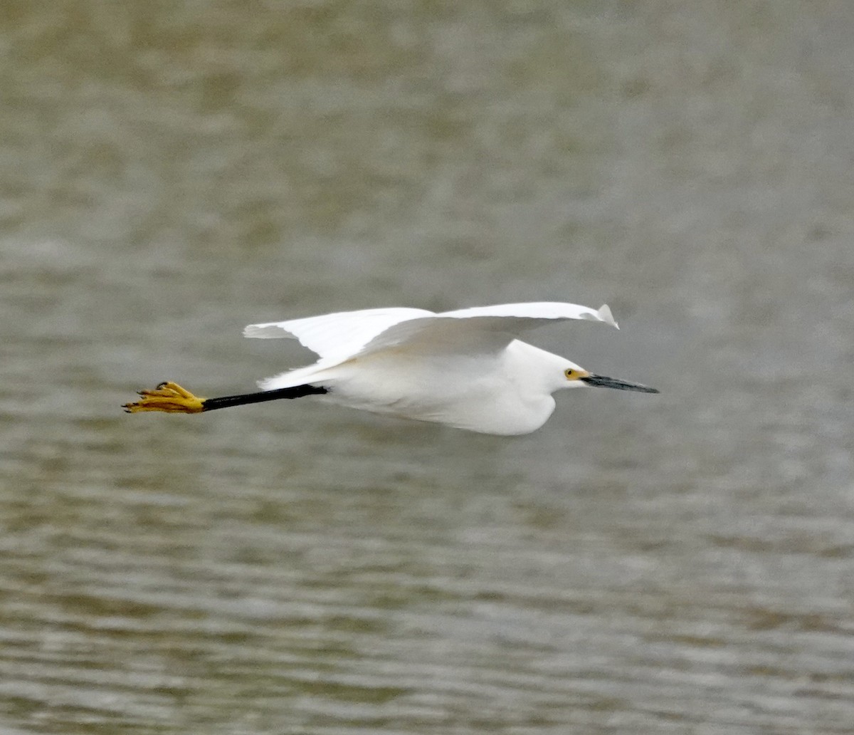 Snowy Egret - ML618505677