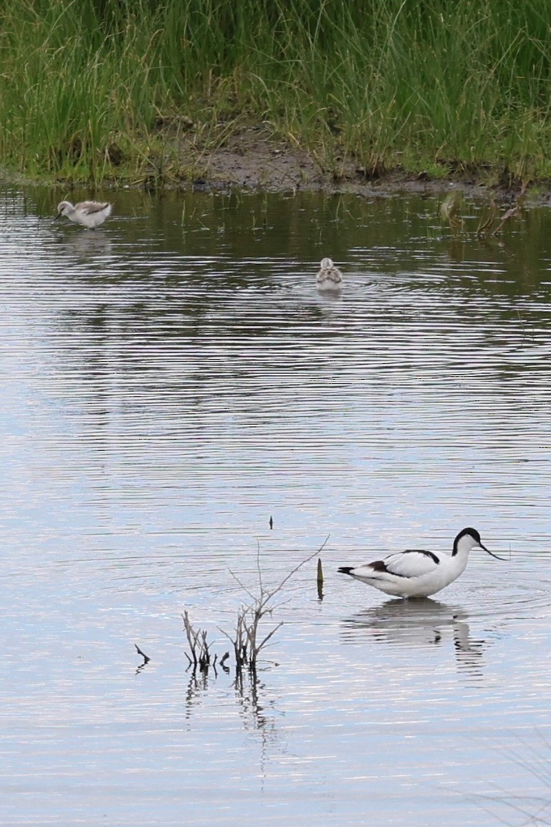 Avoceta Común - ML618505679