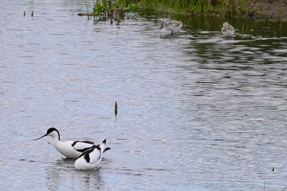 Pied Avocet - ML618505680