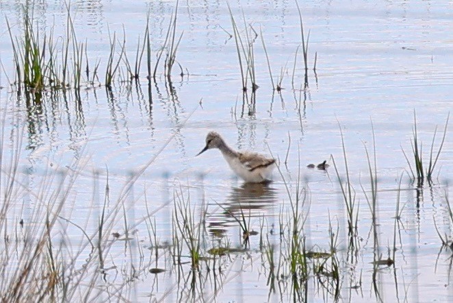 Avoceta Común - ML618505682