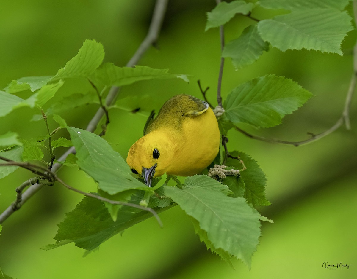 Prothonotary Warbler - ML618505687