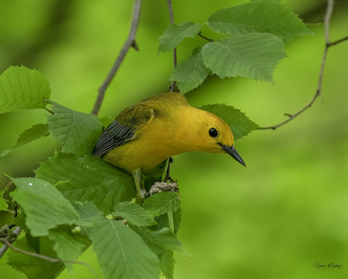 Prothonotary Warbler - Dennis Murphy