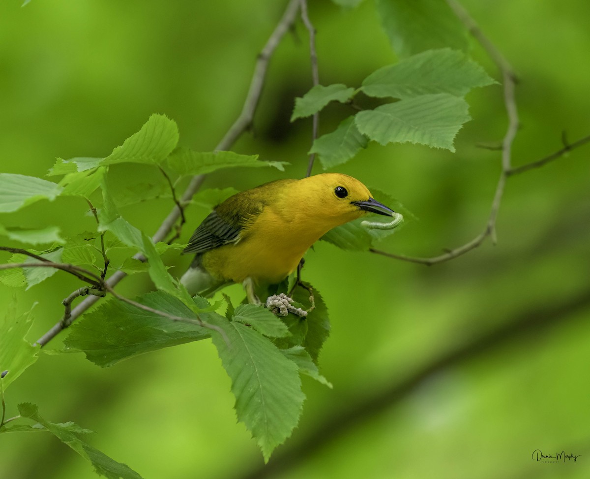 Prothonotary Warbler - ML618505689