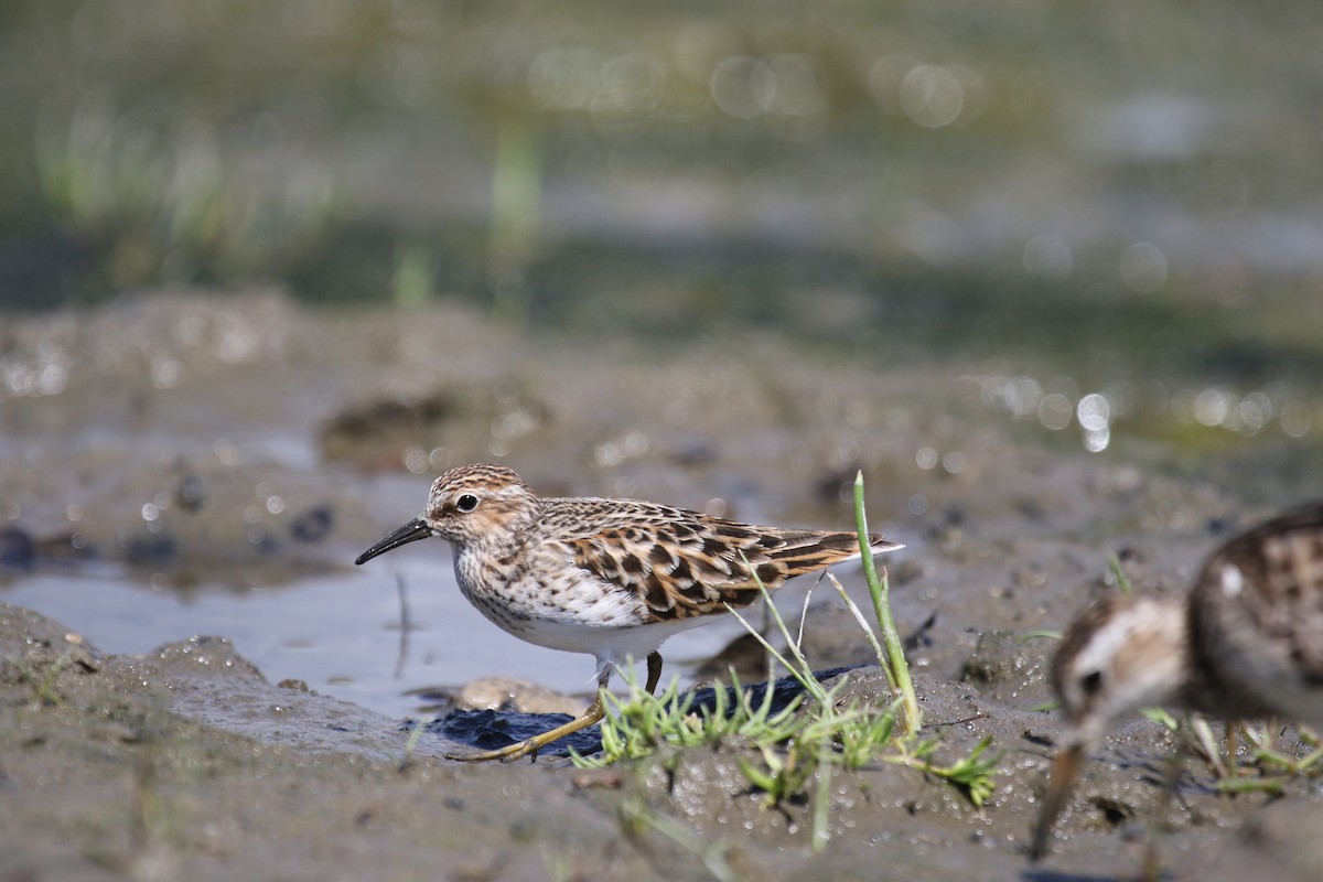 Least Sandpiper - ML618505699