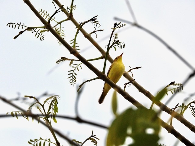 Melodious Warbler - ML618505726
