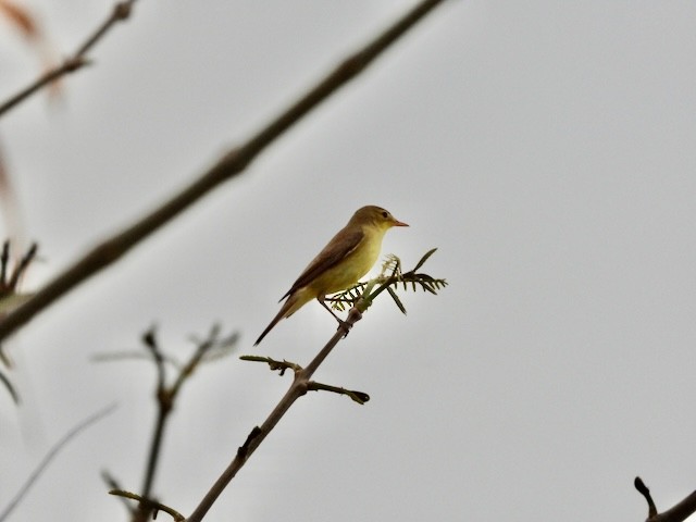 Melodious Warbler - ML618505727