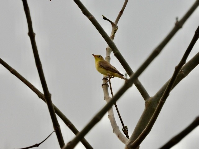 Melodious Warbler - ML618505729