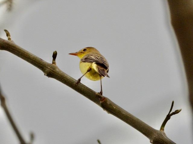 Melodious Warbler - ML618505730