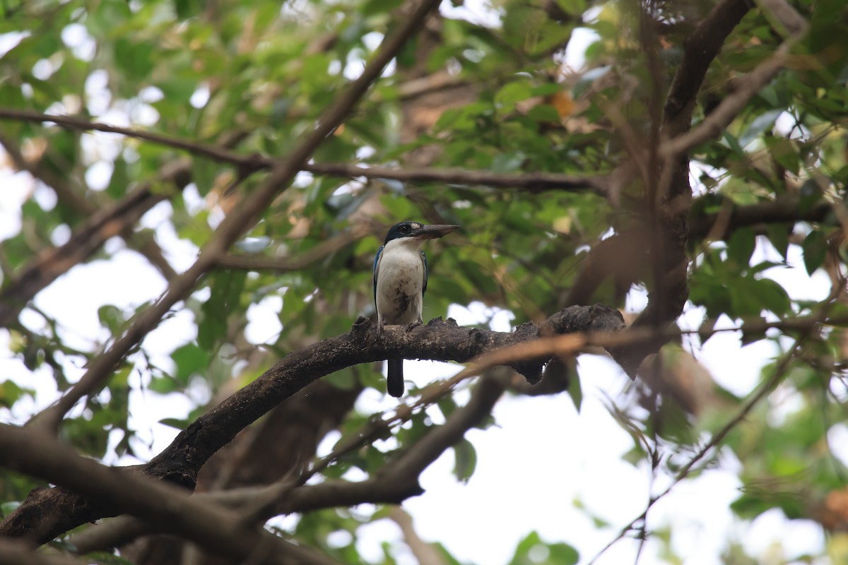 Collared Kingfisher - ML618505752