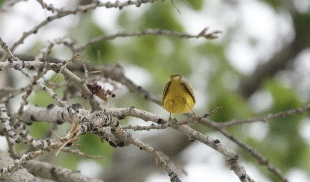 Yellow Warbler - ML618505754