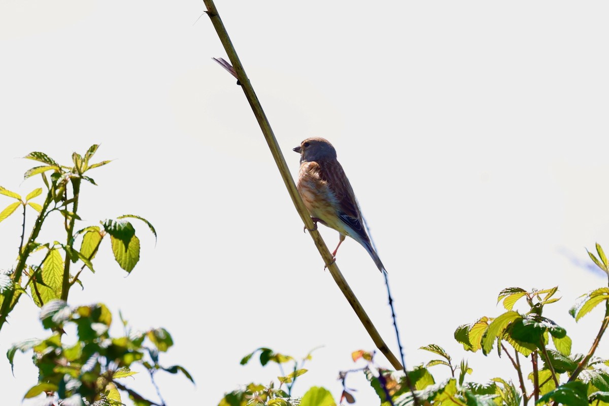 Eurasian Linnet - James Heal