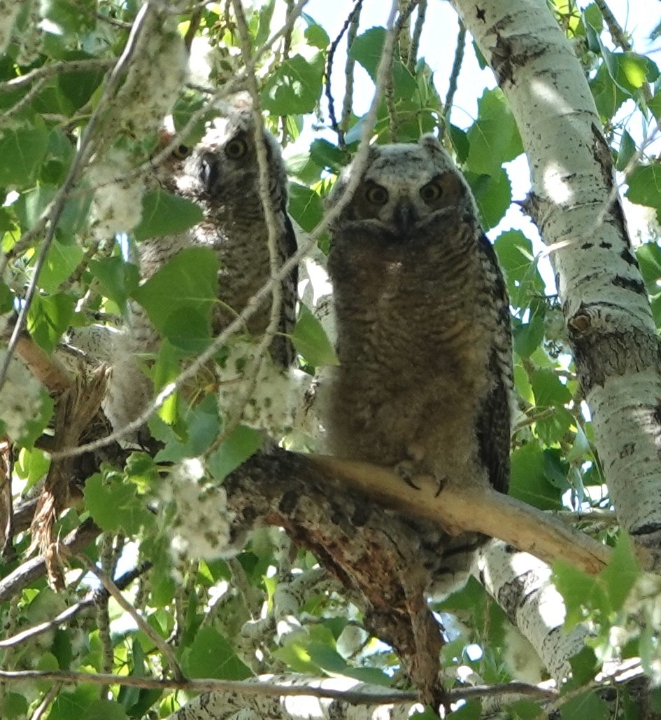 Great Horned Owl - David McDonald