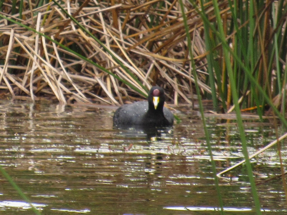 Slate-colored Coot - ML618505791