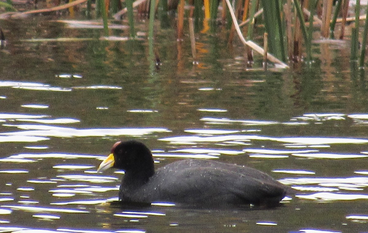 Slate-colored Coot - ML618505792