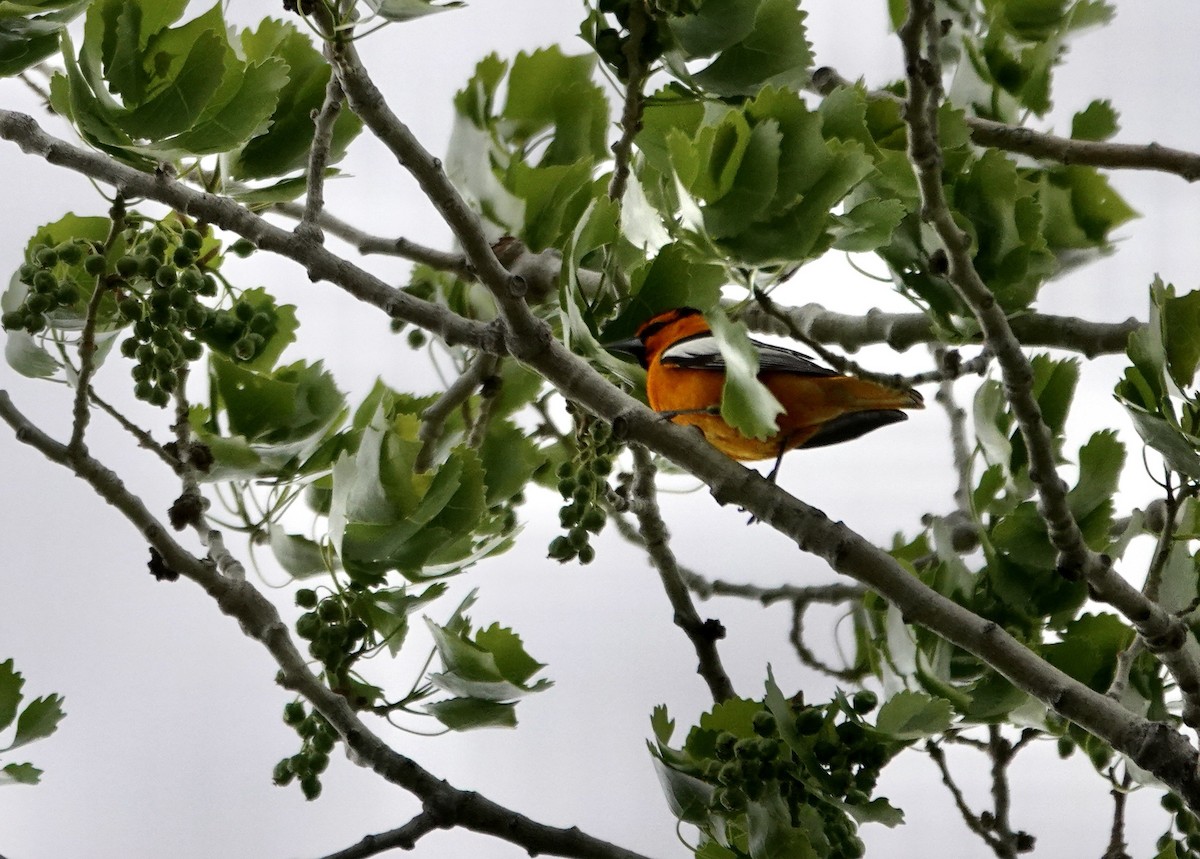 Bullock's Oriole - ML618505795