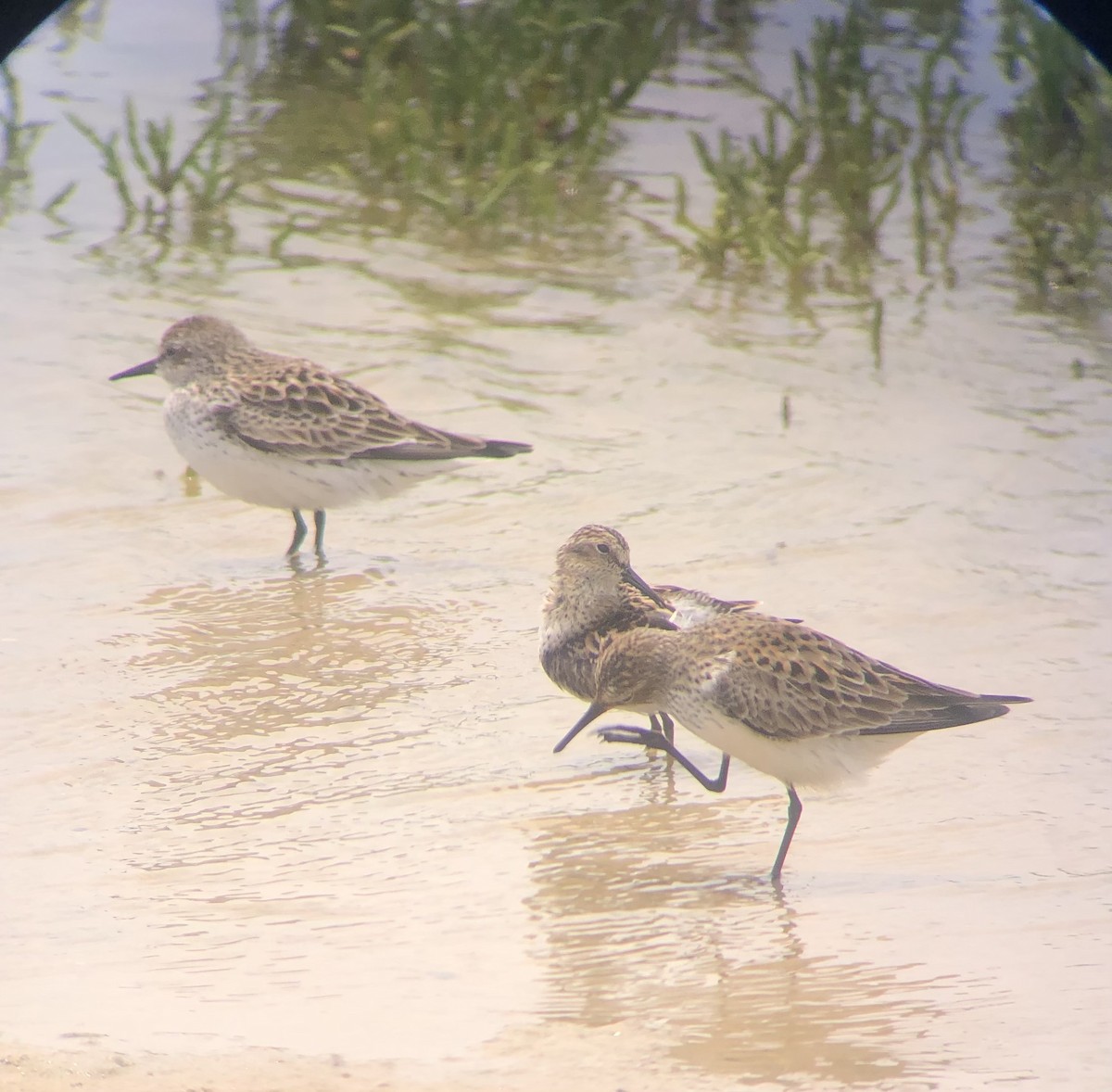 White-rumped Sandpiper - Tabitha Olsen