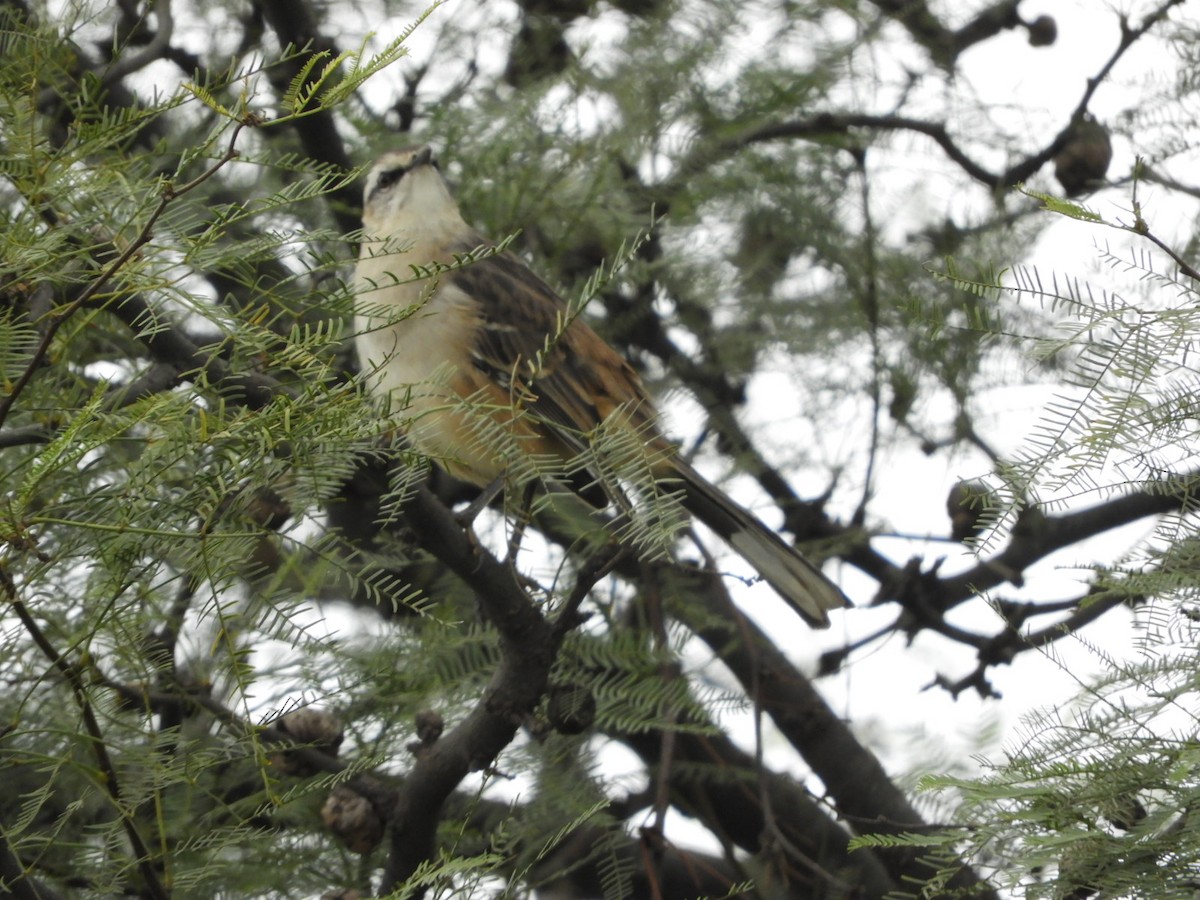 Chalk-browed Mockingbird - Silvia Enggist