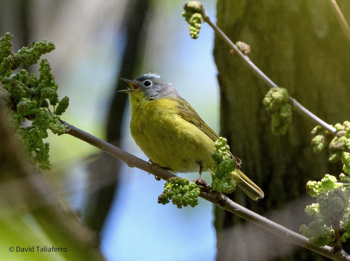 Nashville Warbler - ML618505918