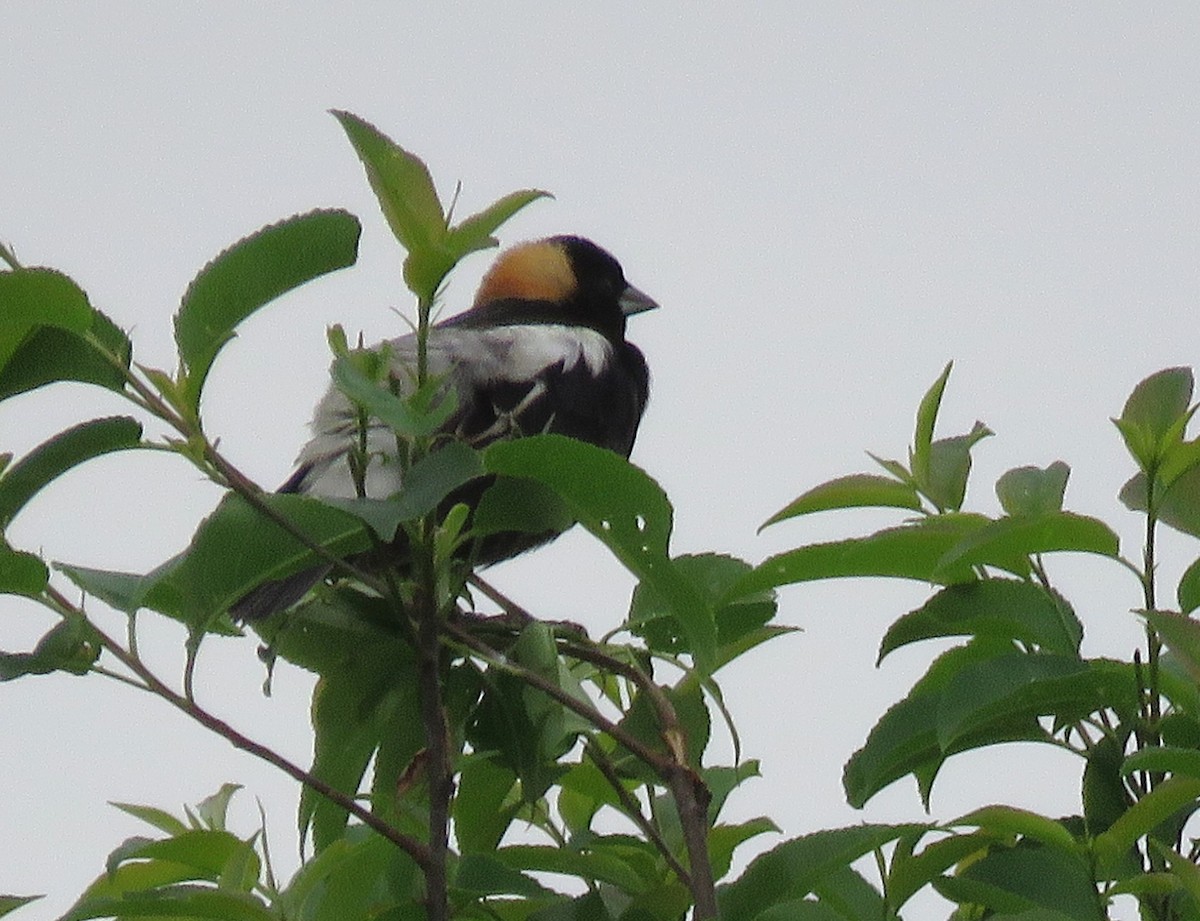 Bobolink - Todd Ballinger