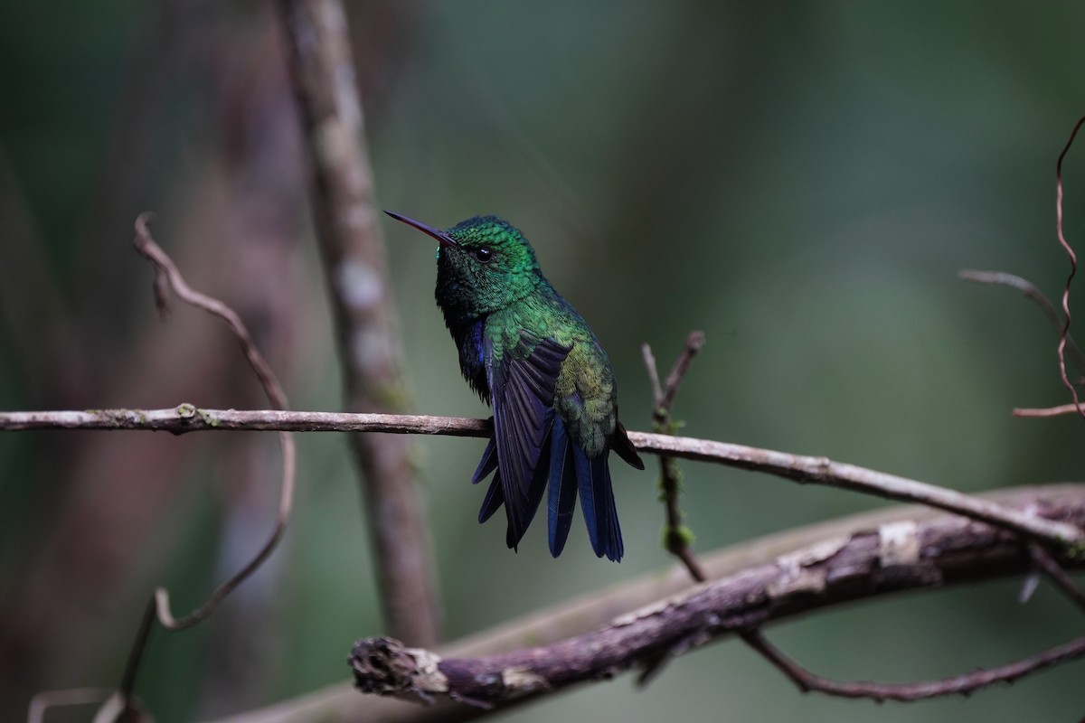 Violet-bellied Hummingbird - ML618506018