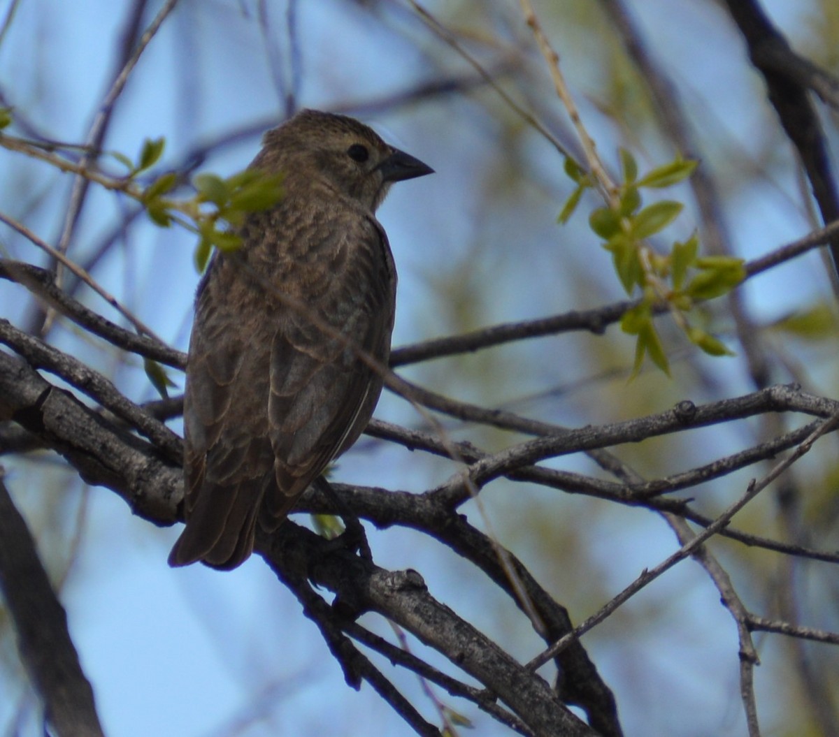 Brown-headed Cowbird - Liz Almlie