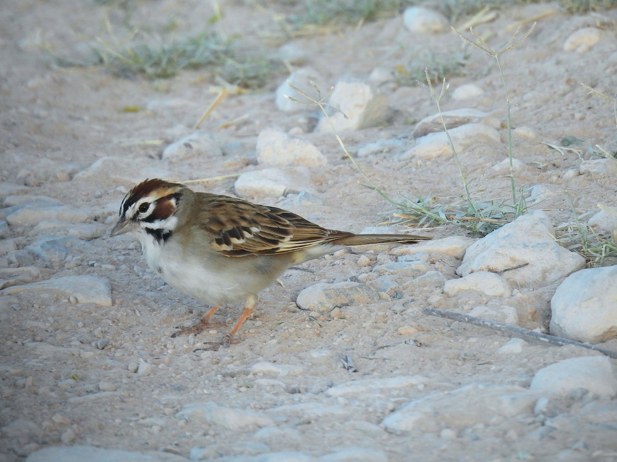 Lark Sparrow - Javier Carrillo