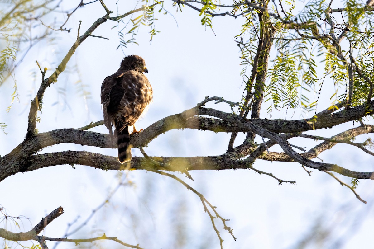 Roadside Hawk - Eric Gustafson