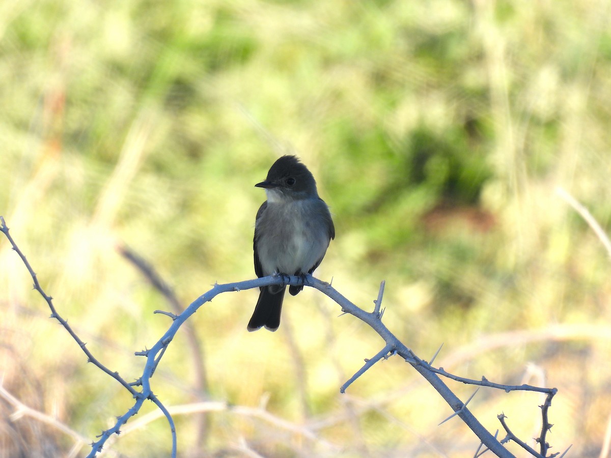 Olive-sided Flycatcher - Javier Carrillo