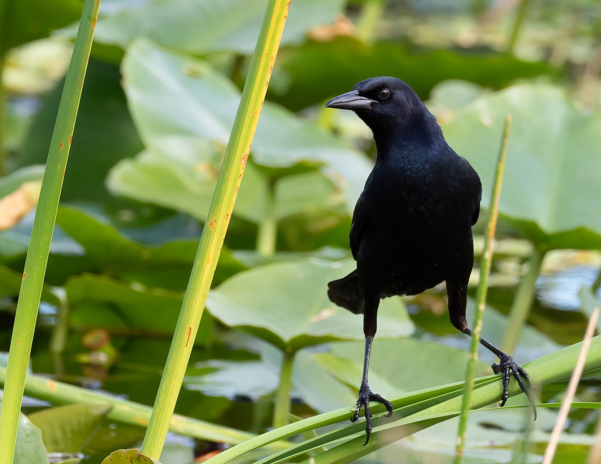 Boat-tailed Grackle - ML618506153