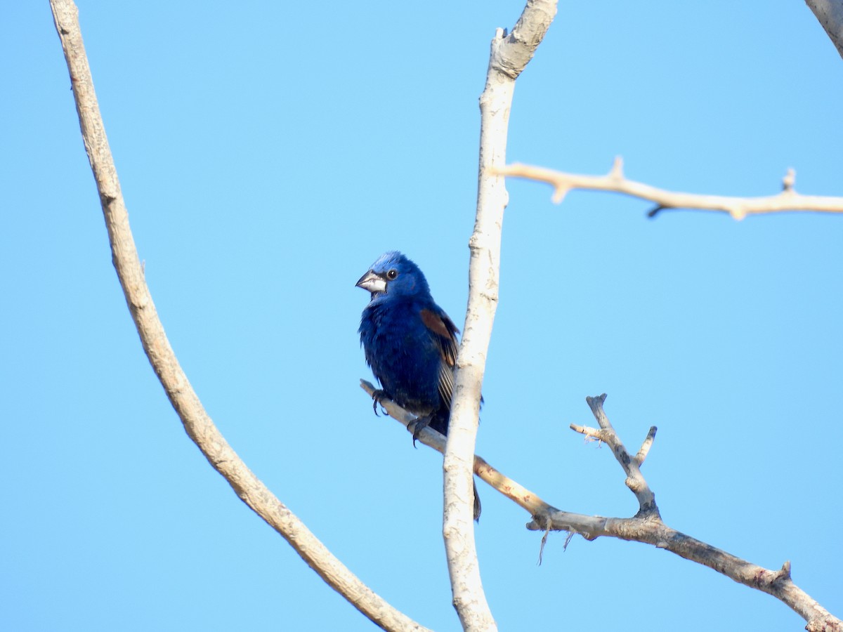 Blue Grosbeak - Javier Carrillo