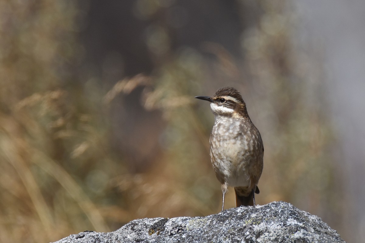 Chestnut-winged Cinclodes - ML618506189