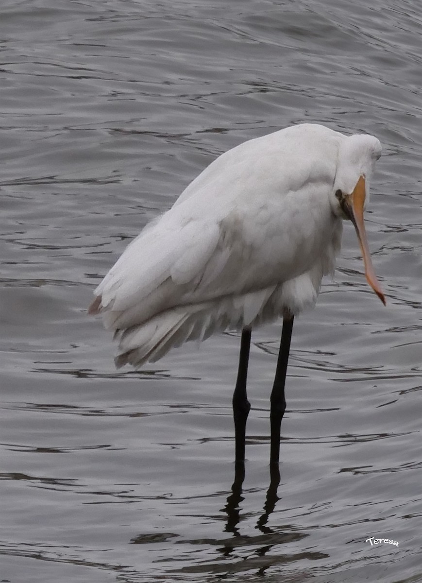 Eurasian Spoonbill - Teresa García