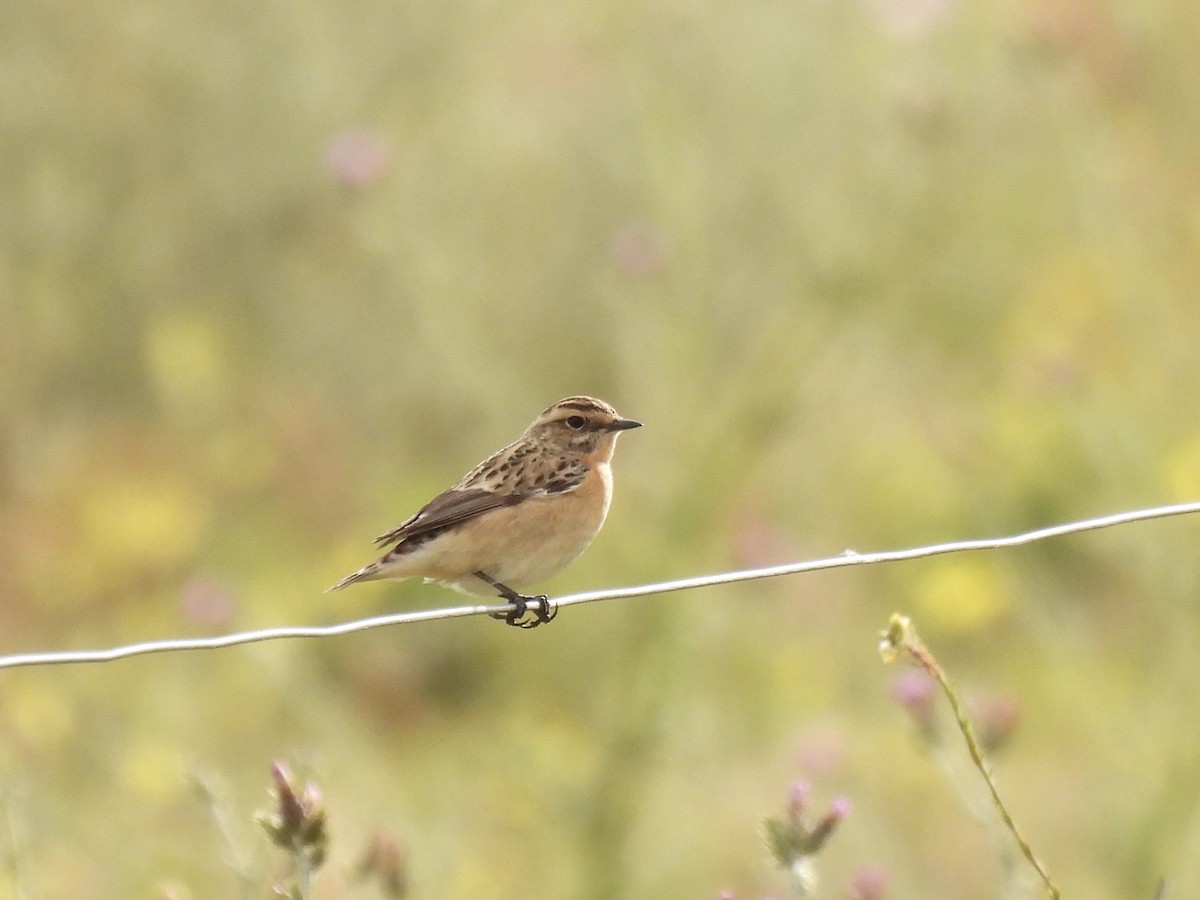 Whinchat - ML618506210