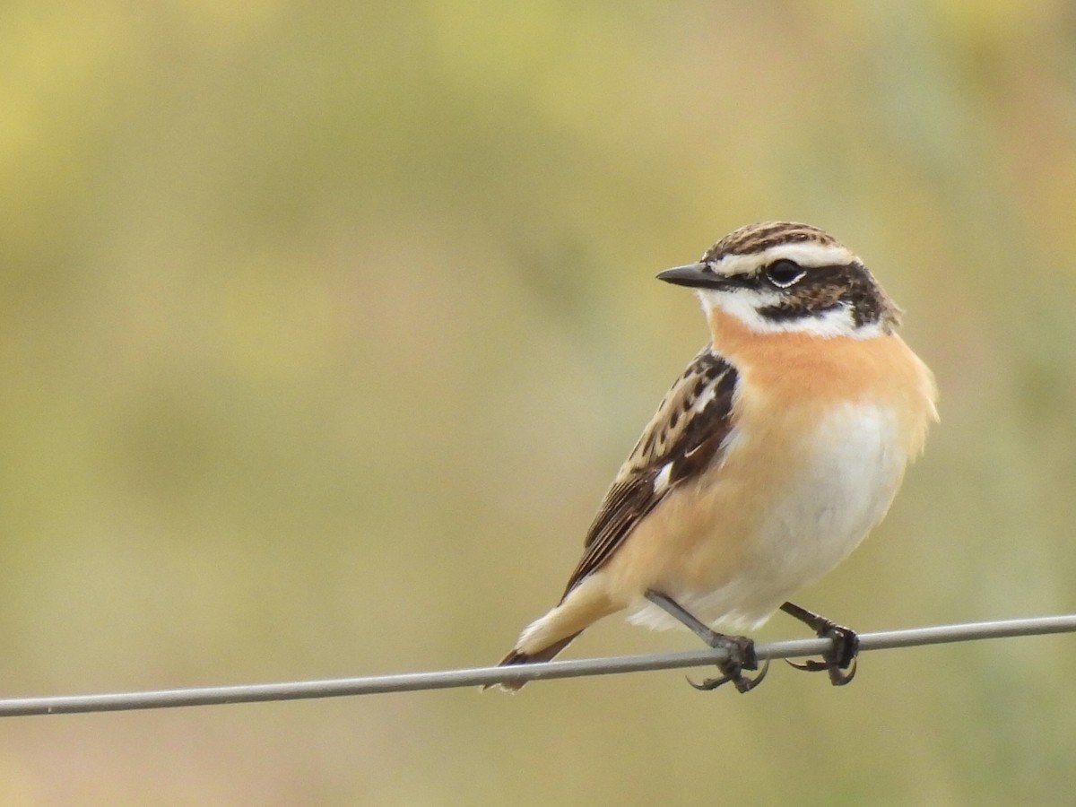 Whinchat - ML618506211