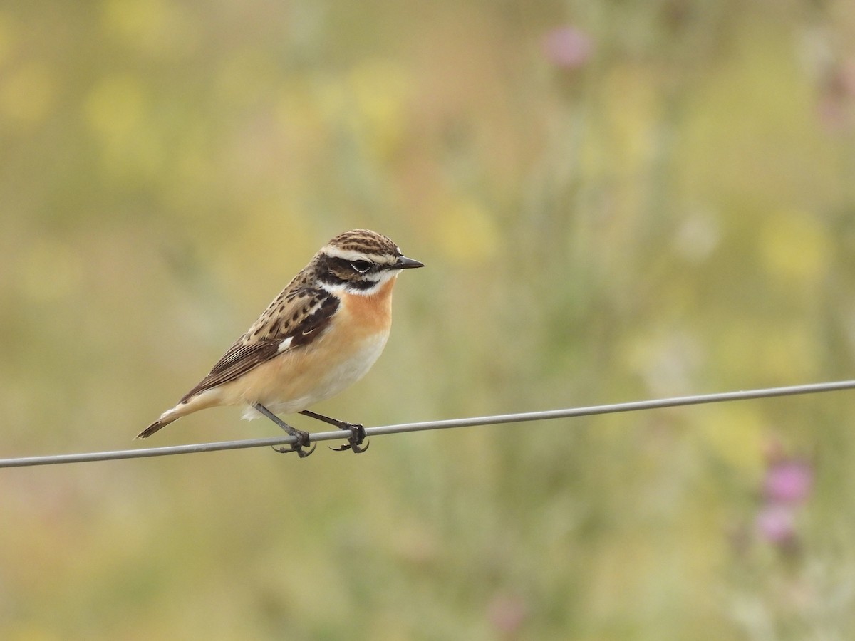 Whinchat - ML618506212