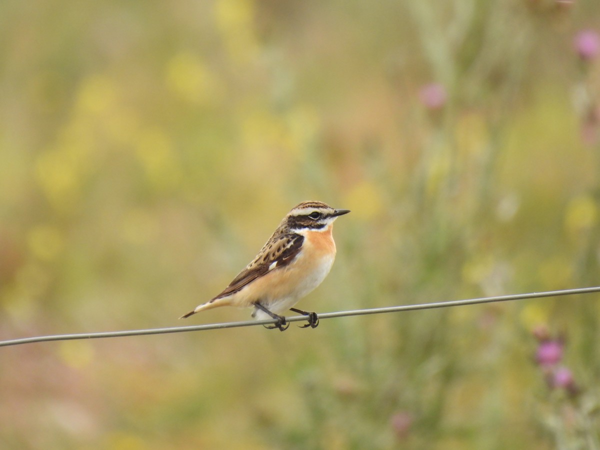 Whinchat - ML618506214