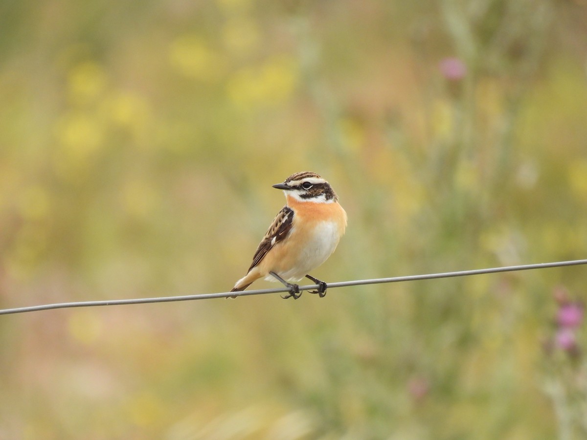 Whinchat - ML618506215